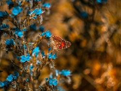 Rusałka osetnik, Kwiaty, Niebieskie, Motyl