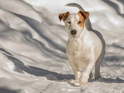 Śnieg, Pies, Jack Russell terrier