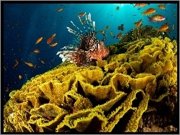 Koralowiec, Ryby, Skrzydlica