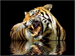 Odbicie, Ryczący, Tygrys