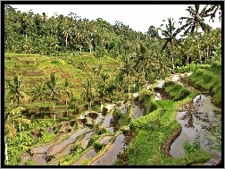 Ryżowe, Indonezja, Bali, Pola