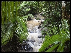 Rzeka, Dżungla