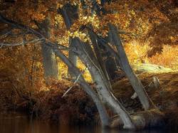 Rzeka, Drzewa, Jesień, Dęby
