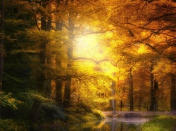 Jesień, Rzeka, Droga, Słońcem, Rozświetlone, Park, Drzewa