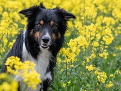 Rzepak, Żółte, Border collie, Pies, Kwiaty
