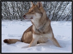 krzaki, Saarlooswolfhond, śnieg