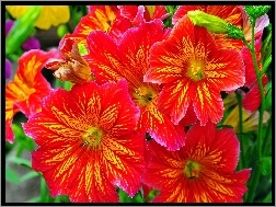 Salpiglossis, Kwiaty