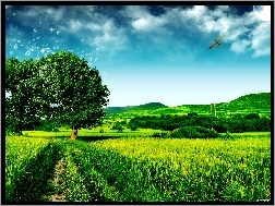 Samolot, łąka, Niebo, Drzewo