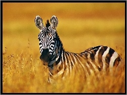 Samotna, Zebra