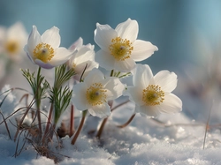 Białe, Sasanki, Śnieg, Grafika AI