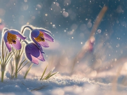 Trzy, Sasanki, Śnieg, Grafika AI