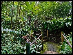 Schodki, Tropikalny, Hawaje, Ogród Botaniczny
