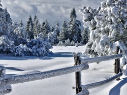 Schwarzwald, Płot, Śnieg, Zima, Niemcy, Drzewa