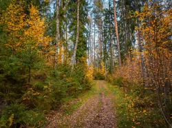 Liście, Las, Krzewy, Ścieżka, Drzewa, Jesień