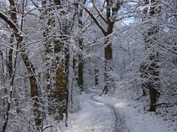Droga, Zima, Drzewa, Ścieżka, Las, Śnieg