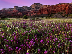 Arizona, Kwiaty, Góry, Sedona, Łąka, Stany Zjednoczone