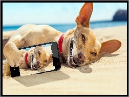 Selfie, Morze, Plaża, Pies, Telefon
