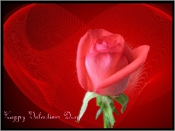 Serce, Day, Valentines, Happy, Róża