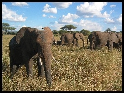 Serengeti, Trawa, Sucha, Słonie, Chmurki