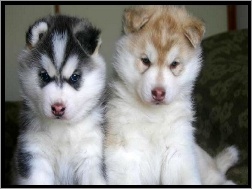 Siberian Husky, dwa, szczeniaki
