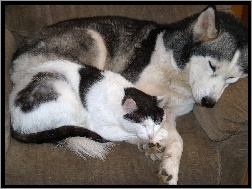 Siberian Husky, Kot, Śpiący, Pies