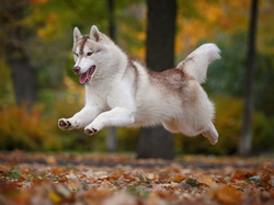 Siberian husky, Skaczący, Pies