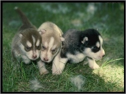 Siberian Husky, słodkie, trzy, szczeniaki