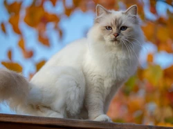 Niebieskie, Siedzący, Biały, Oczy, Kot