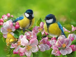 Motyl, Sikorki modre, Kwiaty, Kwitnące, Gałęzie, Ptaki, Drzewa