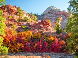Roślinność, Park Narodowy Zion, Stan Utah, Stany Zjednoczone, Skały