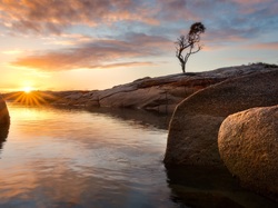 Drzewo, Tasmania, Binalong Bay, Wschód słońca, Chmury, Morze, Australia, Skały