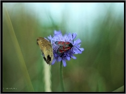 Skrzydła, Motyl, Kwiat, Owad