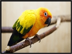 Skrzydła, Papuga, Pomarańczowa, Zielono-Żółte