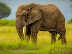 Zielona, Słoń, Opuszczona, Trawa, Trąba