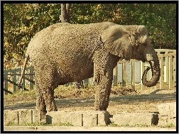 Słoń, Zagroda