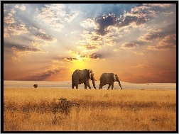 Słońca, Słonie, Afryka, Zachód