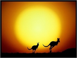 Słońca, Kangury, Dwa, Zachód