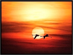 Słońca, Lot, Flamingi, Zachód