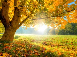 Słońca, Drzewo, Jesień, Promienie