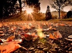 Słońca, Liście, Jesień, Promienie