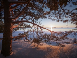 Rosja, Drzewo, Karelia, Jezioro Ładoga, Sosna, Zima, Promienie słońca