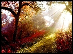Ścieżka, Kolorowe, Promienie Słońca, Drzewa