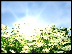Słońca, Rumianki, Kwiaty, Promienie