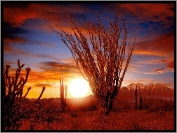 Słońca, Pustynia, Sonora, Ocotillo, Zachód