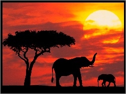 słońca, drzewo, słoniątko, słonie, zachód