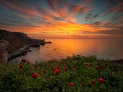 Zachód słońca, Kwiaty, Piwonie, Morze Czarne, Bułgaria, Wybrzeże