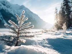 Zima, Iglasta, Śnieg, Słońce, Gałązka, Grafika AI