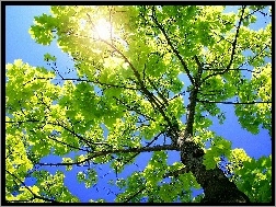 Słońce, Drzewo, Zielone, Przebijające