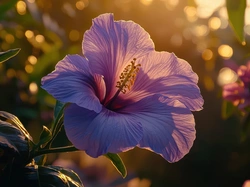 Światło, Hibiskus, Kwiat, Słoneczne, Purpurowy, Grafika