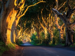Buki, Dark Hedges, Słoneczne światło, Aleja bukowa, Irlandia Północna, Hrabstwo Antrim, Droga, Drzewa